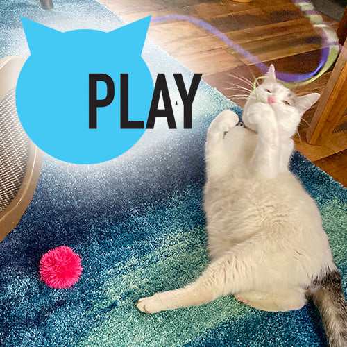 Cats love to play with our fun line of toys & cat beds