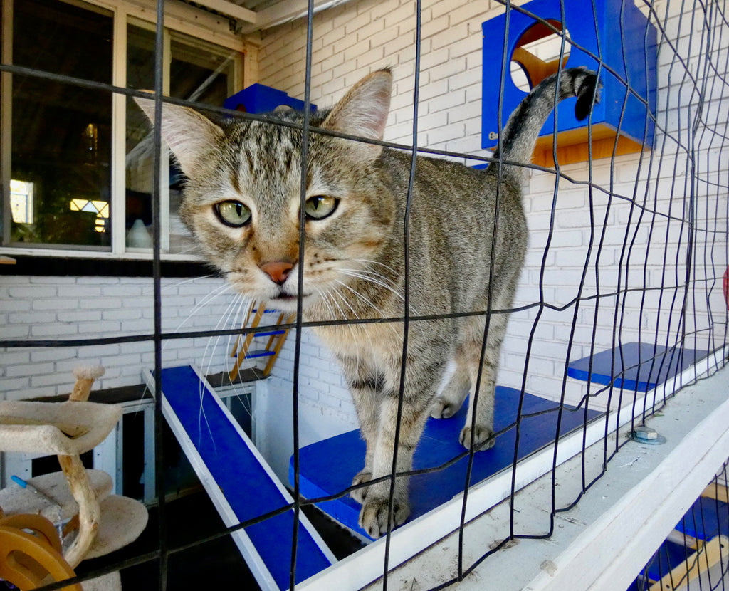 A Catio Pictorial