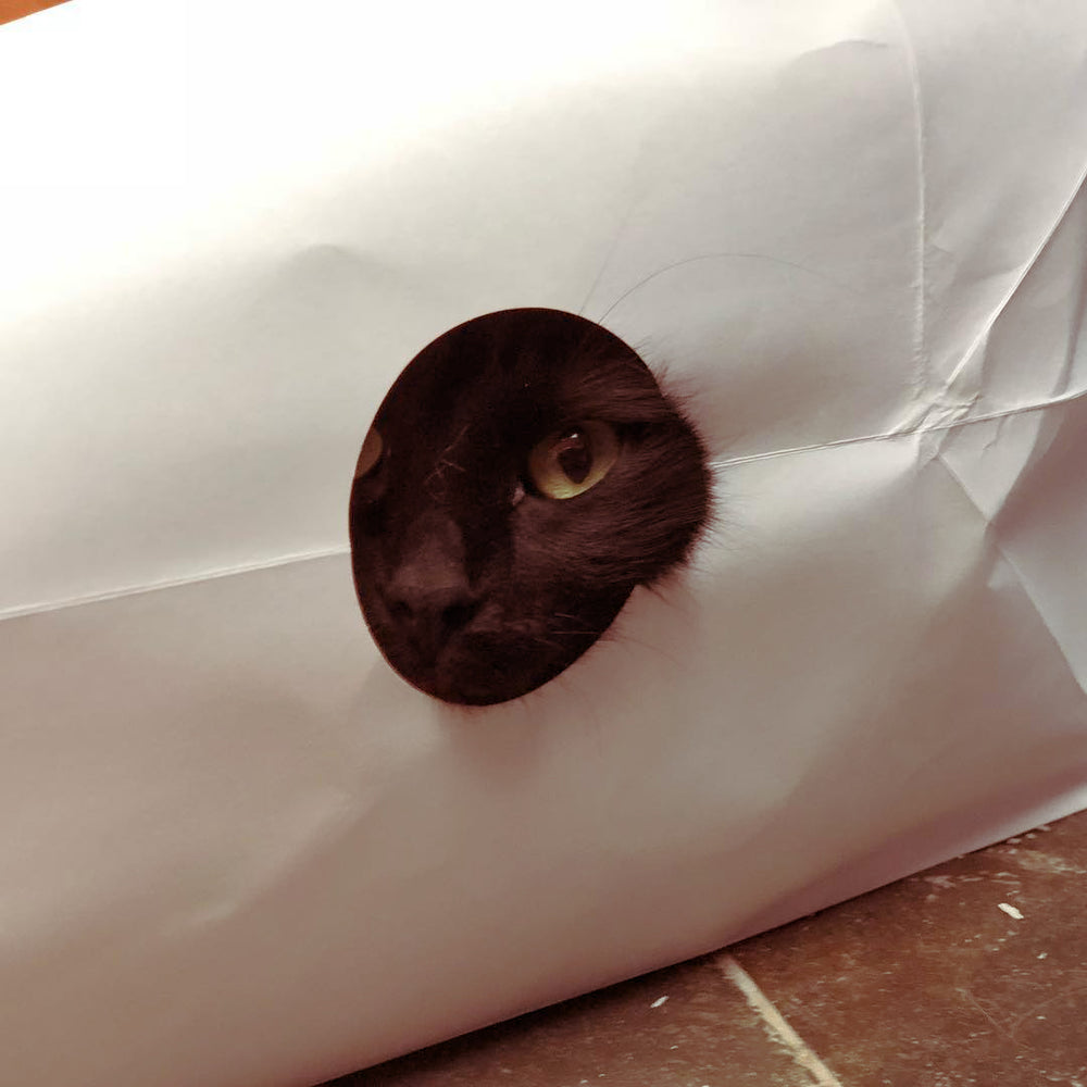 Cats Love Big Bags!